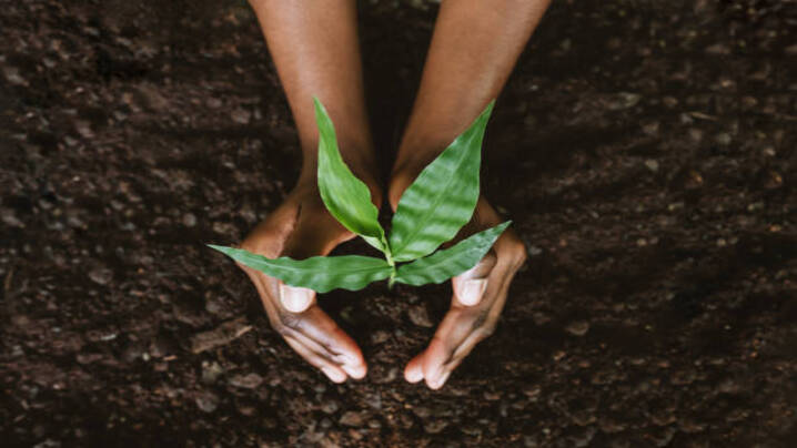 Ten Remarkable Plant Survival Strategies Explained by Biology