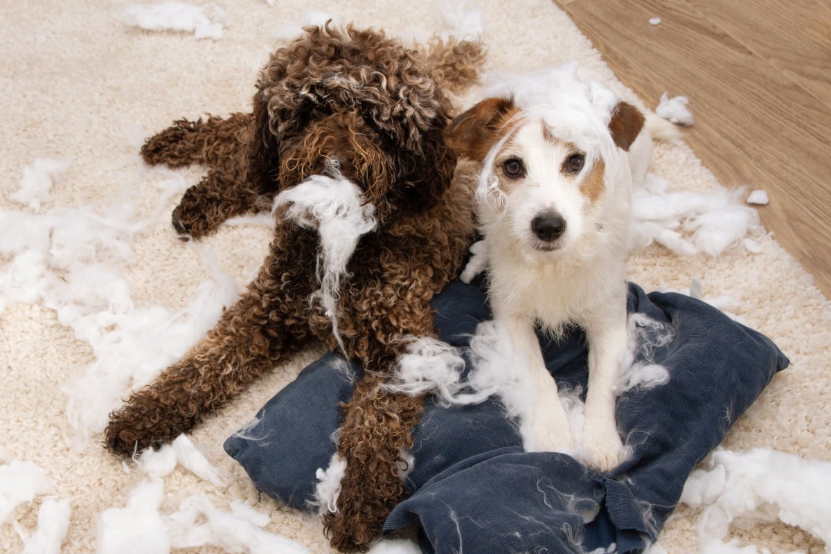 Interesting facts - The naughtiest dogs