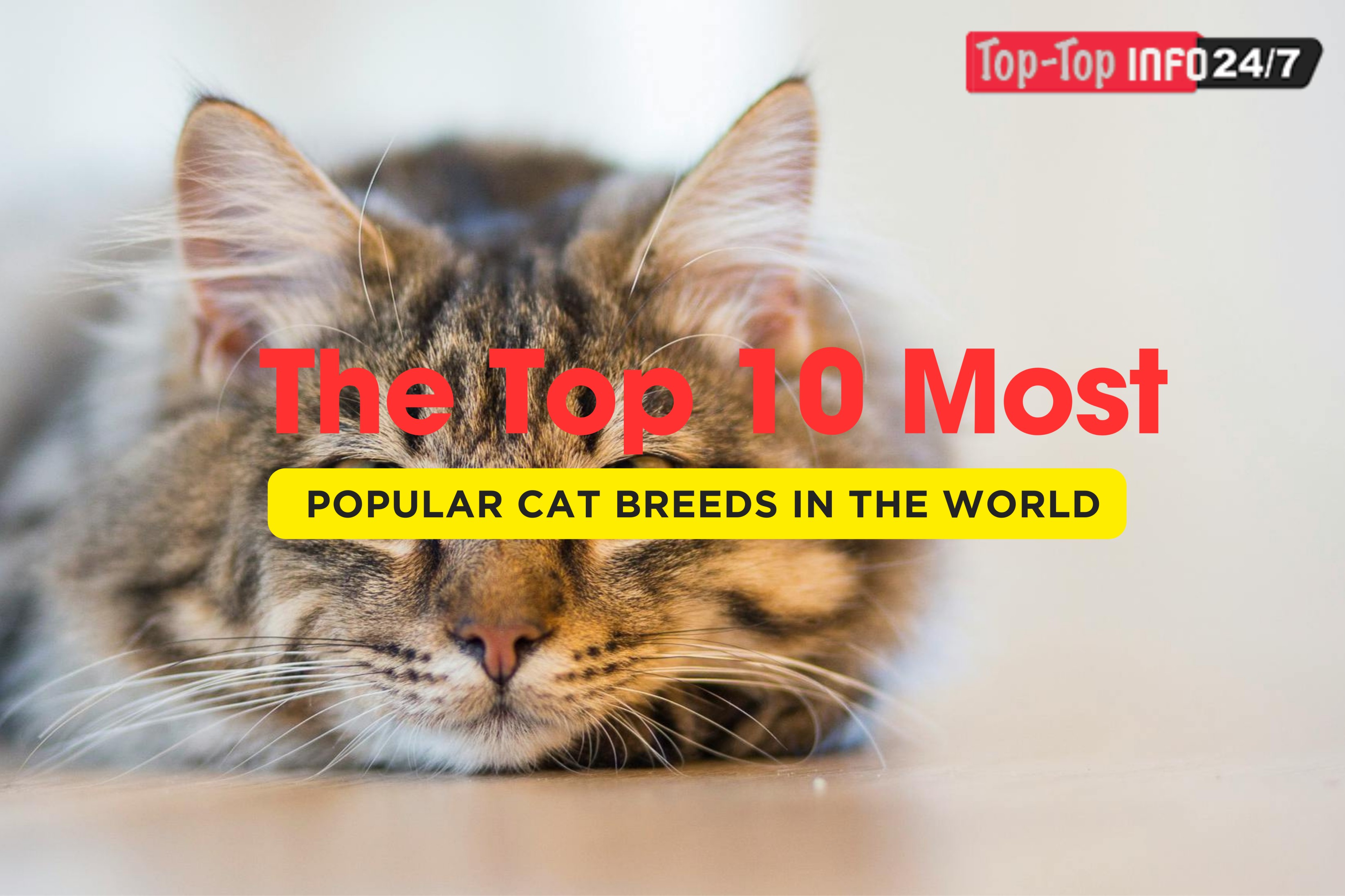 Most Popular Cat Breeds and Their Unique Traits