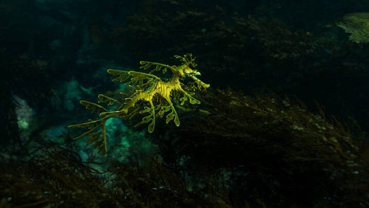 Top 3 Unique and Beautiful Aquatic Animals Around the Globe