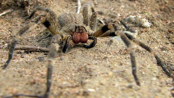 Top 7 dangerous spiders on the earth